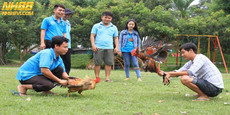 Lựa chọn gà đá cựa dao tăng khả năng chiến thắng