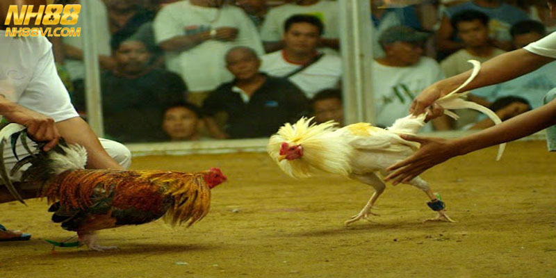 Mẹo chọn gà tốt qua dáng vẻ bề ngoài của nó