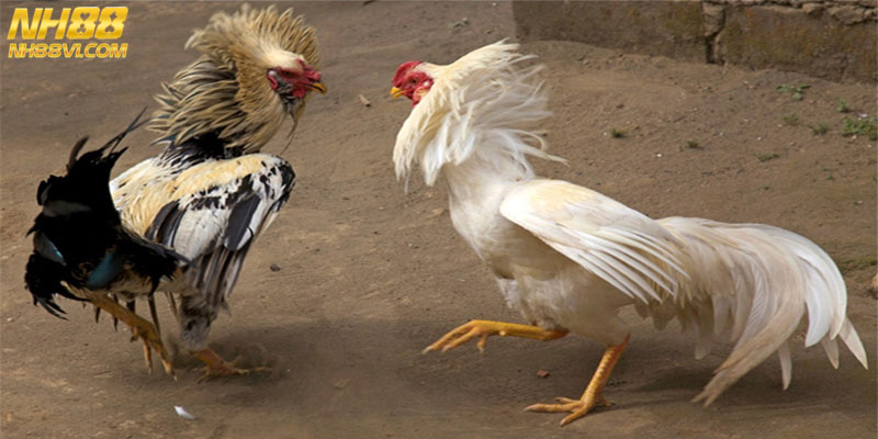 Những yếu tố mọi người cần chú ý khi chọn kê thủ