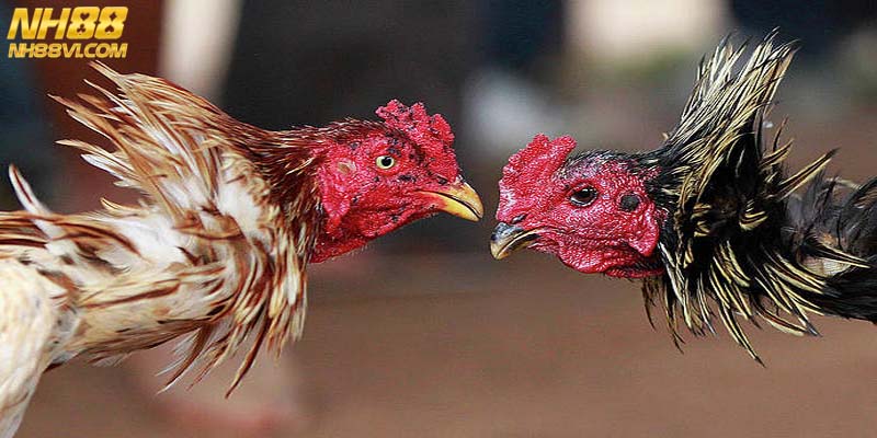 Quá trình phát triển của đá gà cựa dao ai cũng nên biết